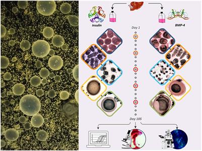 Natural history of Echinococcus granulosus microcyst development in long term in vitro culture and molecular and morphological changes induced by insulin and BMP-4